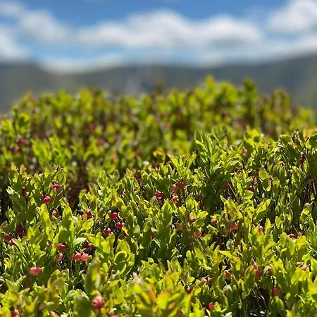 під боржавою * 沃洛韦齐